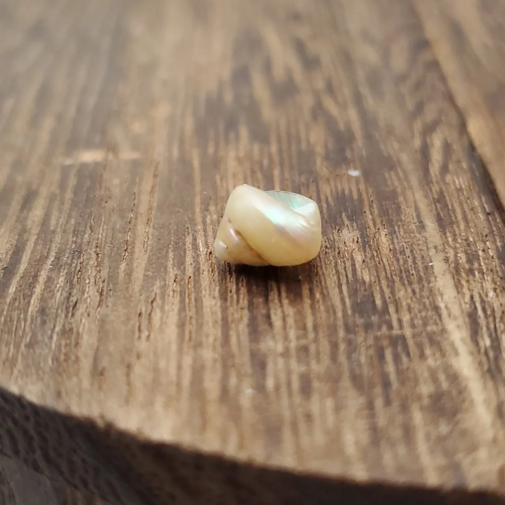 Mother of pearl delicate shell charm‎ bead